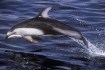 Прекрасный тихоокеанский белый дельфин, прыгающий в морских волнах — стоковое фото