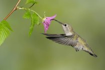 Hembra Anna Hummingbird alimentación en flor, primer plano . - foto de stock