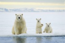 Oso polar con cachorros cazando en paquete hielo en el archipiélago de Svalbard, Ártico Noruega - foto de stock
