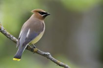 Pássaro de depilação de cedro empoleirado em ramo na floresta — Fotografia de Stock