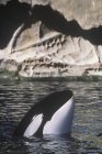 Peering orca whale at Saturna Island, Vancouver Island, British Columbia, Canadá . — Fotografia de Stock
