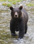 Grizzly orso in piedi e la caccia nella corrente di riproduzione di Fish Creek in Tongass National Forest, Alaska, Stati Uniti d'America . — Foto stock
