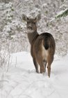 Олень-мул, стоящий в снегу — стоковое фото
