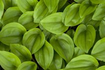 Racimo de hojas verdes brillantes, marco completo - foto de stock