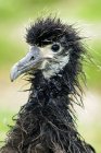 Laysan albatros polluelo con plumaje empapado, primer plano . - foto de stock
