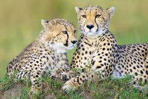Two cheetahs resting on termite mound in Masai Mara Reserve, Kenya, East Africa — Stock Photo