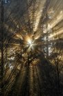 Солнечный удар сквозь деревья парка Маунт-Сеймур, Британская Колумбия, Канада — стоковое фото