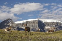 Dickhornschafe weiden in wilcox pass, jaspis nationalpark, alberta, canada. — Stockfoto