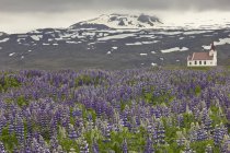 Église Ingjaldsholl à Lupines field près de Hellissandur, Islande — Photo de stock
