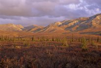 Paisagem do Parque Nacional de Denali no interior do Alasca com Mount McKinley, Estados Unidos da América
. — Fotografia de Stock