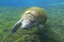 Флоридский ламантин, купающийся под водой в Кристал Ривер, Флорида, США — стоковое фото