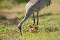 Sandhill crane with chicks foraging in meadow, close-up — Stock Photo