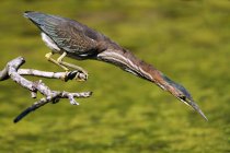 Green Heron no poleiro olhando para baixo e caçando em zonas húmidas . — Fotografia de Stock