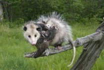 Female opossum with clinging opossum joeys on tree branch in meadow — Stock Photo