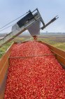 Cranberry harvest machinery working at farm, Richmond, British Columbia, Canada — Stock Photo