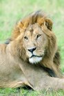 Retrato do leão africano em repouso no habitat natural da Reserva Masai Mara, Quénia, África Oriental — Fotografia de Stock