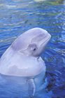 Balena beluga che sbircia dall'acqua blu, primo piano . — Foto stock