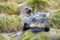 Sello de piel antártica juvenil descansando sobre piedra musgosa . - foto de stock
