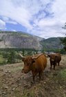 Pastoreo de ganado en el paisaje rural de Oliver, Columbia Británica, Canadá . - foto de stock