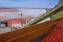 Macchinari per la raccolta di mirtilli rossi in azienda, Richmond, Columbia Britannica, Canada — Foto stock