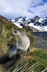 Juvenile antarctic fur seal resting on grassy shore of Island of South Georgia, Antarctica — Stock Photo