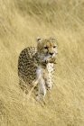 Cheetah carrying gazelle prey in meadow of Masai Mara Reserve, Kenya, East Africa — Stock Photo