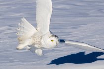 Chasse à la chouette des neiges en vol sur une prairie enneigée . — Photo de stock