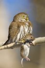 Adult northern pygmy owl carrying meadow vole in claws on tree. — Stock Photo