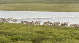 Herde unfruchtbarer Karibus überquert Fluss während Sommerwanderung in nordwestlichen Territorien, Kanada — Stockfoto