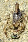 Close-up of Northern scorpion eating fy. — Stock Photo