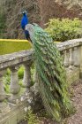Peacock perched on stone fence at Hatley Castle, Colwood, British Columbia, Canada — Stock Photo