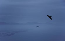 Siluetas de cuervos en la niebla del atardecer sobre el Monte Erskine, Isla Saltspring, Columbia Británica, Canadá . - foto de stock