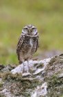 Burrowing owl sitting in sand in meadow, close-up. — Stock Photo