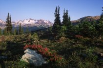 Pradera en paisaje alpino con flores de brezo, Whistler, Columbia Británica, Canadá . - foto de stock