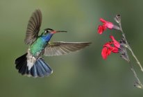 Colibri à bec large planant à côté des fleurs sous les tropiques . — Photo de stock
