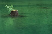 Запруженное озеро и вырубленный пень дерева в воде — стоковое фото