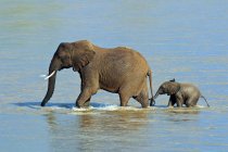 Африканський слон з теля, перетинаючи річку Ewaso Nyiro в Самбур Національний парк, Кенія, Східна Африка — стокове фото
