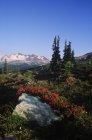 Prado na área alpina com flores de urze, Whistler, British Columbia, Canadá . — Fotografia de Stock
