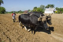 Місцевий фермер вирощування тютюну поля за допомогою воли биків поблизу Vinales, Куба — стокове фото