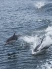Тихоокеанские белобокие дельфины, активные в воде Британской Колумбии, Канада — стоковое фото