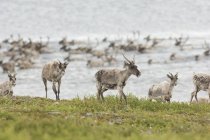 Manada de tierras áridas que cruzan el río caribe mientras migran en verano en los Territorios del Noroeste, Canadá - foto de stock