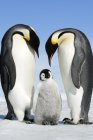 Emperor penguins bending over chick, Snow Hill Island, Antarctic Peninsula — Stock Photo
