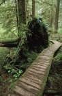 Кедровая доска через долину Кармана, остров Ванкувер, Британская Колумбия, Канада . — стоковое фото