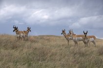 Wild pronghorn antelopes in tall grass prairie of Custer State Park, South Dakota, USA — Stock Photo