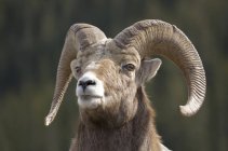 Retrato de ovelhas bighorn olhando para cima ao ar livre . — Fotografia de Stock