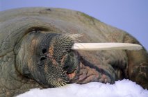 Atlantic walrus with broken tusk loafing on ice, Svalbard Archipelago, Arctic Norway — Stock Photo