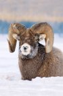 Bighorn sheep ram with frost-covered muzzle resting in Jasper National Park, Alberta, Canada — Stock Photo