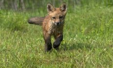 Front view of wet red fox kit running in green grass. — Stock Photo