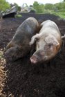 Pigs in farm barnyard, Saanich Peninsula, Canada — Stock Photo