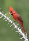 Northern cardinal perched on Ocotillo branch with thorns. — Stock Photo